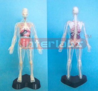 35 CM TALL MALE TRANSPARENT SKELETAL BODY WITH ORGANS